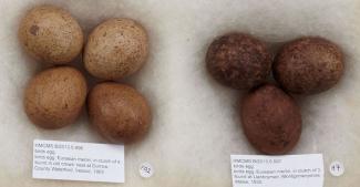 Birds egg, Eurasian merlin, in clutch of 4, found in old crows' nest at Durrow, County Waterford, Ireland, 1965