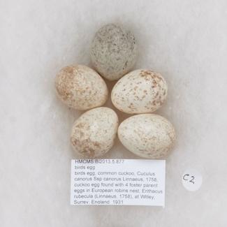 Birds egg, common cuckoo, Cuculus canorus Ssp canorus Linnaeus, 1758, cuckoo egg found with 4 foster parent eggs in European robins nest, Erithacus rubecula (Linnaeus, 1758), at Witley, Surrey, England, 1931