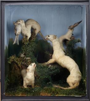 Taxidermy, mammal mounted in a display case, stoat, Mustela erminea, 4 specimens with a bird