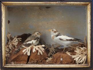 Taxidermy, birds mounted in a display case, snow bunting, Plectophenax nivalis, male and female