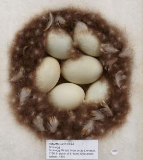 Birds egg, pintail, Anas acuta Linnaeus, 1758, in clutch of 6, found Skutustadir, Iceland, 1960