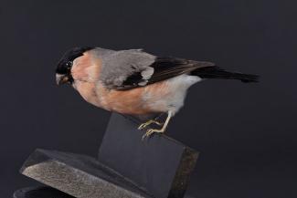 Taxidermy, bird mounted uncased, bullfinch, Pyrrhula pyrrhula