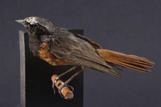 Taxidermy, bird mounted uncased, redstart, Phoenicurus phoenicurus, male