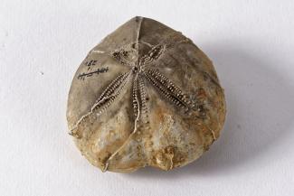 Fossil, sea urchin, Micraster sp, internal flint case, slightly crushed Alton, Hampshire, England, found in clay with flints , from Cretaceous