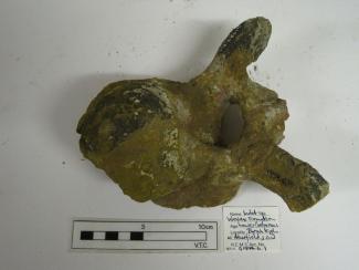 Fossil reptilian vertebra, large slightly crushed, rolled vertebra, from indet Ornithopod dinosaur, some parts of both the centrum and processes are broken, the preservation is uncharacteristic, collected from red marl on lower foreshore below Barns Hig