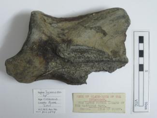 Cretaceous Wealden Beds 364g Genuine Fossil Dinosaur Bone Isle of Wight UK 