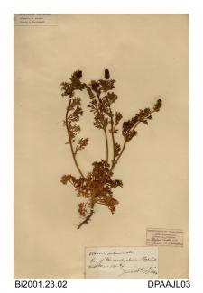 Herbarium sheet, pheasant's eye, Adonis annua, found in a cornfield, Steephill Castle, Steephill, Isle of Wight, 1844