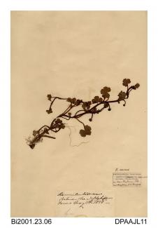 Herbarium sheet, ivy-leaved crowfoot, Ranunculus hederaceus, found at Lee and Blackpann Farms, Shanklin, Isle of Wight, 1838