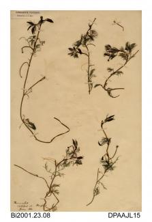 Herbarium sheet, water-crowfoot, Ranunculus sp, found in the mill pond, Knighton, Isle of Wight, 1860