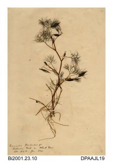 Herbarium sheet, pond water-crowfoot, Ranunculus peltatus, found in Lashmere Pond on Bleak Down, Godshill, Isle of Wight, 1859