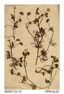 Herbarium sheet, pond water-crowfoot, Ranunculus peltatus, found by the Causeway, Sandown, Isle of Wight, 1859