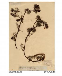 Herbarium sheet, common water-crowfoot, Ranunculus aquatilis var circinnatus, found at Brading Marshes, Brading, Isle of Wight, 1838