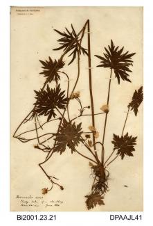 Herbarium sheet, meadow buttercup, Ranunculus acris, found in shrubbery at Bembridge, Isle of Wight, 1860