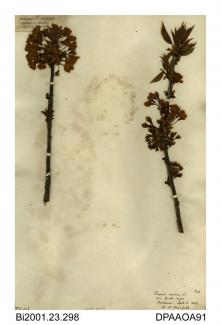 Herbarium sheet, wild cherry, Prunus avium var fructu nigro, found at Bordwood Copse, near Luccombe, Shanklin, Isle of Wight, 1843
