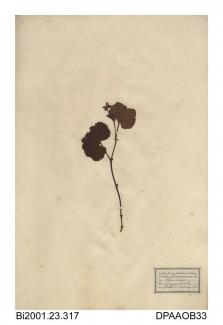Herbarium sheet, cloudberry, Rubus chamaemorus, found in a boggy heath, Ben Lawers, Perthshire, Scotland, 1842
