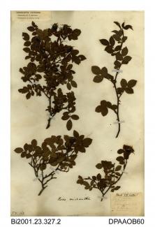 Herbarium sheet, small-flowered sweet-briar, Rosa micrantha, found between Cockleton and cross-roads, West Cowes, Isle of Wight, 1845