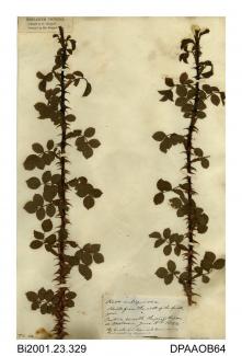 Herbarium sheet, sweet-briar, Rosa rubiginosa, found in a pasture beneath the great copse, Westover, Calbourne, Isle of Wight, 1844