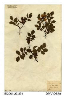 Herbarium sheet, dog-rose, Rosa canina, found in Truckles Lane, near Brading, Isle of Wight, 1845