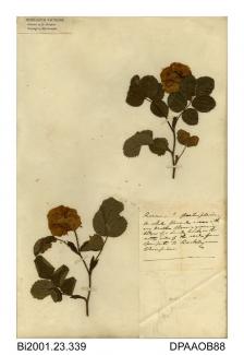 Herbarium sheet, rose, Rosa sp, found on the road from Newport to Rookley, near Champion Farm, Isle of Wight
