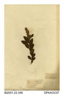 Herbarium sheet, bridewort, Spiraea salicifolia, found at Piping Bank, west of Nesscliffe, Shropshire