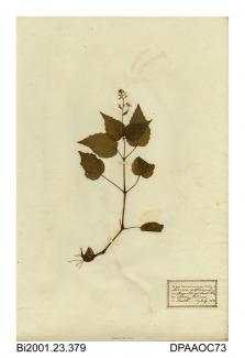 Herbarium sheet, enchanter's nightshade, Circaea lutetiana, found in stony places on the banks of Loch Tay, Perthshire, Scotland, 1842
