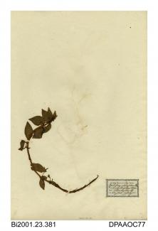 Herbarium sheet, chickweed willowherb, Epilobium alsinifolium, found in marshy banks at the side of the loch stream, Loch Brandy, Angus, Scotland, 1843