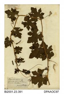 Herbarium sheet, white bryony (female), Bryonia dioica, found on the roadside out of Calbourne towards Brighstone, Isle of Wight, 1840