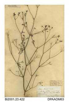 Herbarium sheet, stone parsley, Sison amomum, found on the road out of Yarmouth, towards Shalfleet, Isle of Wight, 1845