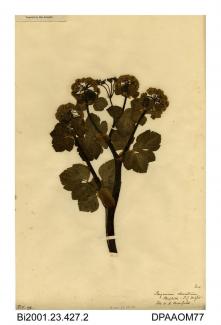 Herbarium sheet, alexanders, Smyrnium olusatrum, found near the sea, Steephill, Isle of Wight