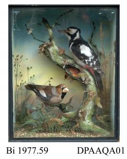 Taxidermy, bird mounted in a display case, great spotted woodpecker, Dendrocopos major (Linnaeus, 1758), female, and hawfinch, Coccothraustes coccothraustes, prepared by J Gardner, 29 Oxford Street, London, late 19 century