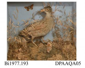 Taxidermy, bird mounted in a display case, corncrake, Crex crex, prepared by EP Kerrison, Charles Street, Wrexham, Clwyd