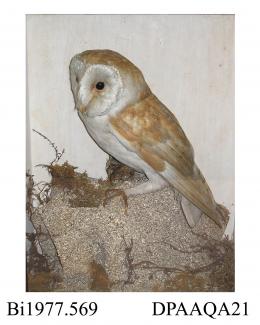 Taxidermy, bird mounted in a display case, barn owl, Tyto alba, prepared by G Brameld, Rawmarsh, South Yorkshire