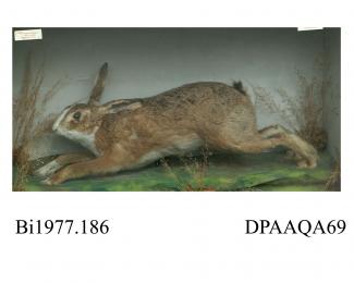 Taxidermy, mammal mounted in a display case, brown hare, Lepus europaeus, prepared by William Hart, West End, Christchurch, Dorset, about 1850s-80s