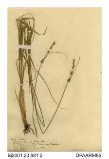 Herbarium sheet, false fox-sedge x remote sedge hybrid, Carex pseudoaxillaris, found at the north-west corner of Quarr Copse, near Binstead, Medina, Isle of Wight, 1858