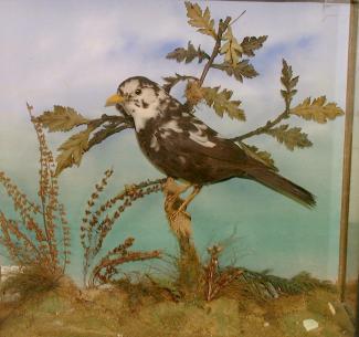 Taxidermy, bird mounted in a display case, blackbird, Turdus merula, semi albino, prepared by Arthur James Ponchaud, Ringwood, New Forest, Hampshire, about 1923-39