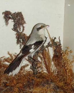 Taxidermy, bird mounted in a display case, great grey shrike, Lanius excubitor
