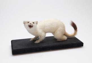 Taxidermy, mammals mounted uncased, stoat, Mustela erminea, in ermine