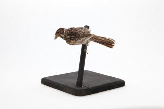 Taxidermy, bird mounted uncased, reed bunting, Emberiza schoeniclus, female