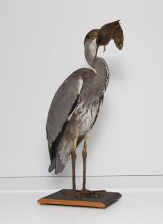 Taxidermy, bird mounted uncased, grey heron, Ardea cinerea, found Tycroes, Dyfed, 1904