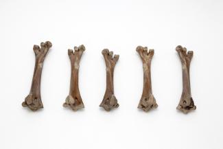 Skeletal material, bird, dodo, Raphus cucullatus (L, 1758), left tarsometatarsus, found La Mare aux Songes, Mahebourg, Mauritius, 1865