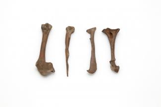 Skeletal material, bird, dodo, Raphus cucullatus (L, 1758), scapula, found La Mare aux Songes, Mahebourg, Mauritius, 1865