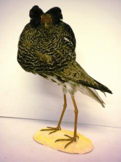 Taxidermy, bird mounted uncased, ruff, Philomachus pugnax, male, in full breeding plumage
Now in perspex box