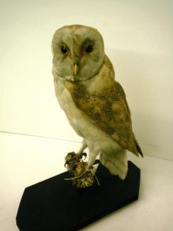 Taxidermy, bird mounted uncased, barn owl, Tyto alba