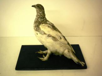 Taxidermy, bird mounted uncased, ptarmigan, Lagopus mutus, spring plummage