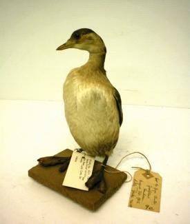 Taxidermy, bird mounted uncased, little grebe, Tachybaptus ruficollis, found River Thames (?), 1800=1899