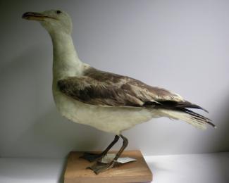 Taxidermy, bird mounted uncased, lesser black backed gull, Larus fuscus, found Scotland
originally identified as a herring gull