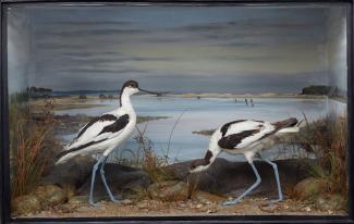 Taxidermy, birds mounted in a display case, 1 adult male and 1 adult female avocet, Recurvirostra avosetta, shot by Edward Hart, Stanpit Channel, Christchurch Harbour, Christchurch, Dorset, 9 November 1885, prepared by Edward Hart, Bow House, High Stree