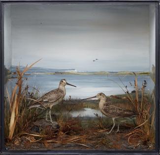 Taxidermy, birds mounted in a display case, 1 male and 1 female short billed dowitcher, Limnodromus griseus, prepared by Edward Hart, Bow House, High Street, Christchurch, Dorset, about 1900
The male bird was shot by I Call or Cull? on sand dunes, Chris