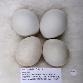 Birds egg, Montagu's harrier, Circus pygargus (Linnaeus, 1758), in clutch of 4, found at West Jutland, Denmark, 1948