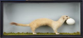Taxidermy, mammal mounted in a display case, stoat, Mustela erminea, 1 specimen with an egg
